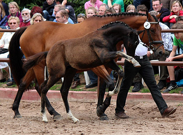 Trakehner Rapphengst von Saint Cyr u.d. Rubina v. Tycoon - Foto: Rolf Sander - Trakehner Gestt Hmelschenburg