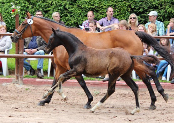 Trakehner Rapphengst von Saint Cyr u.d. Rubina v. Tycoon - Foto: Rolf Sander - Trakehner Gestt Hmelschenburg