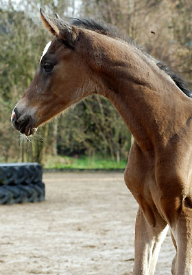 Trakehner Filly by Freudenfest out of Rominten by Manrico