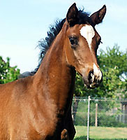 Trakehner Filly by Freudenfest out of Rominten by Manrico