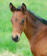 Trakehner Filly by Summertime out of Rondevous by Kostolany - Tycoon