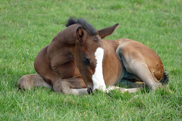 Greta Garbo am 1 Mrz 2020 in Hmelschenburg - Trakehner Gestt Hmelschenburg - Beate Langels - Foto: Rolf Sander