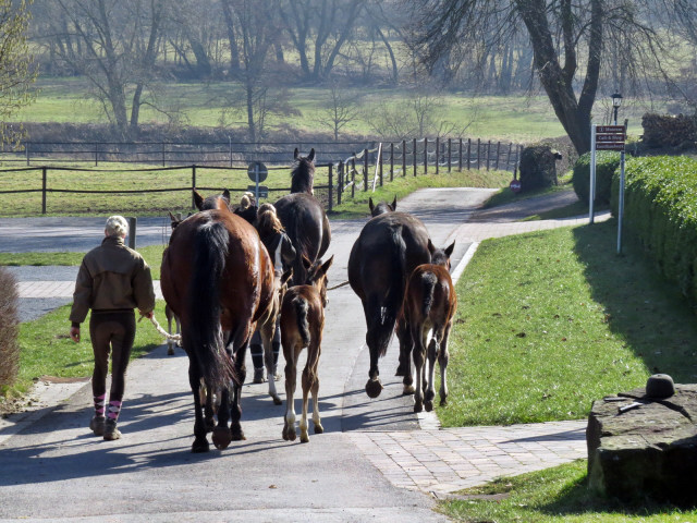 Auf dem Weg zur Koppel - Foto: Rolf Sander - Trakehner Gestt Hmelschenburg