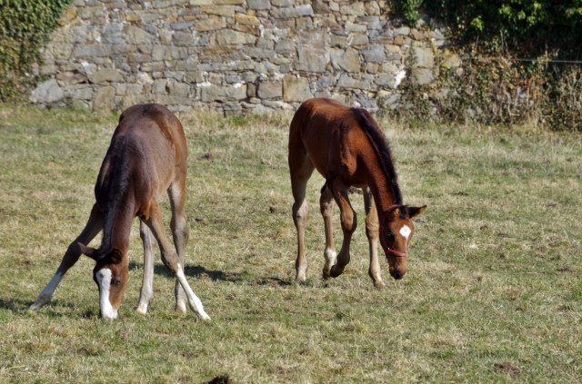 Stutfohlen von Grand Corazon u.d. Thirica v. Enrico Caruso und das  Hengstfohlen von Showmaster - Foto: Rolf Sander - Trakehner Gestt Hmelschenburg