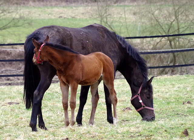 Kaiserspiel mit ihrem Hengstfohlen von Showmaster - Foto: Rolf Sander - Trakehner Gestt Hmelschenburg