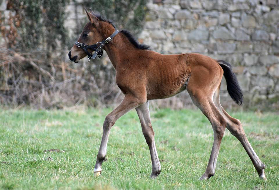 Stutfohlen von Shavalou u.d. Giulietta v. Saint Cyr - Trakehner Gestt Hmelschenburg - Foto: Rolf Sander