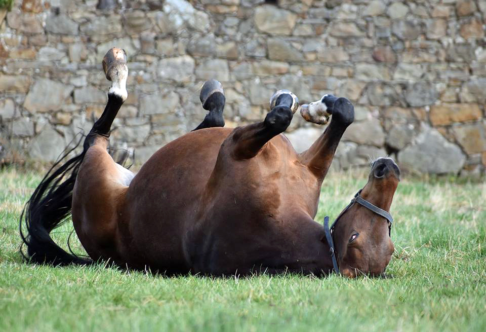 Giulietta v. Saint Cyr mit ihrer drei Tage alten Tochter v. Shavalou - Trakehner Gestt Hmelschenburg - Foto: Rolf Sander