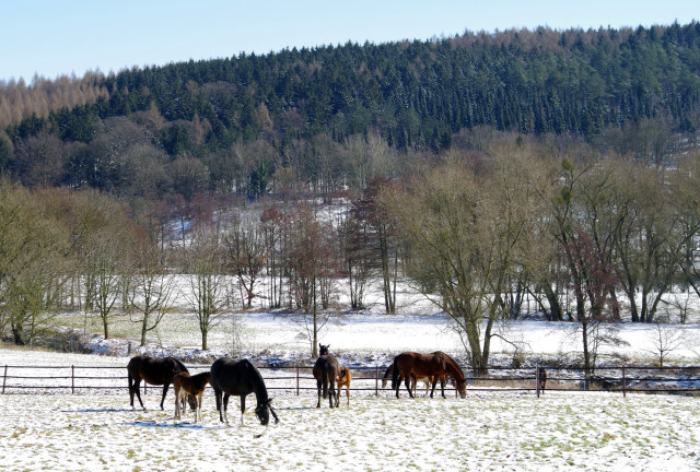 Trakehner Gestt Hmelschenburg - Foto: Rolf Sander