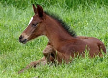 Hengstfohlen von Summertime u.d. Kayenne Klassic - Foto: Rolf Sander
