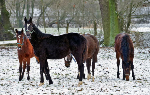 Unsere Jhrlinge - Trakehner Gestt Hmelschenburg - Foto: Rolf Sander