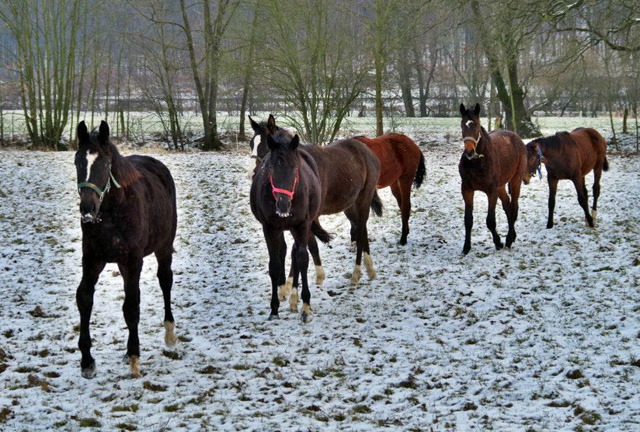 Unsere Jhrlinge - Trakehner Gestt Hmelschenburg - Foto: Rolf Sander