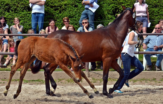 Stutfohlen von Honor du Soir u.d. Karena v. Freudenfest - 22. April 2016  - Foto: Rolf Sander -
Trakehner Gestt Hmelschenburg