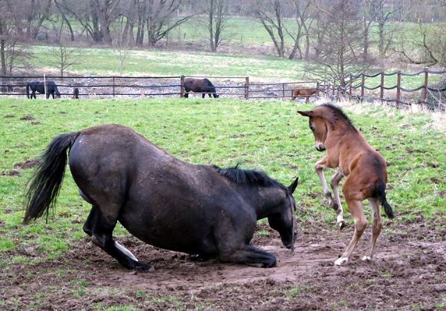 Trakehner Gestt Hmelschenburg - Foto: Rolf Sander