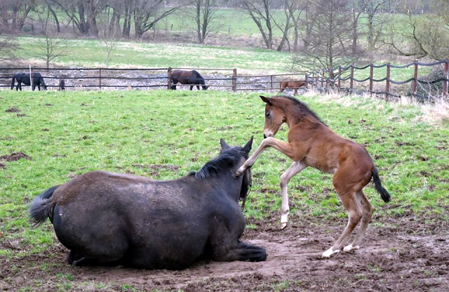 Trakehner Gestt Hmelschenburg - Foto: Rolf Sander