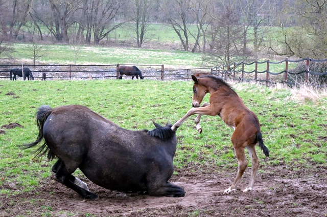 Trakehner Gestt Hmelschenburg - Foto: Rolf Sander