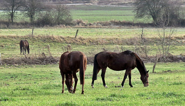 Pr.St. Klassic und Elitestute Kalmar - im Hintergrund die Jhrlingshengste - Hmelschenburg am 28. Dezember 2012, Foto: Rolf Sander, Trakehner Gestt Hmelschenburg - Beate Langels