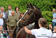 Trakehner Fohlenschau in Hmelschenburg 2014