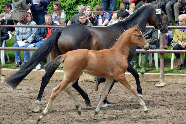 Trakehner Stutfohlen von Freudenfest x Sapros, Foto: Rolf Sander