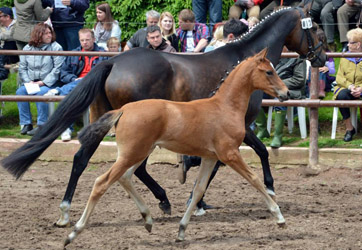 Filly by Freudenfest x Sapros, Foto: Rolf Sander