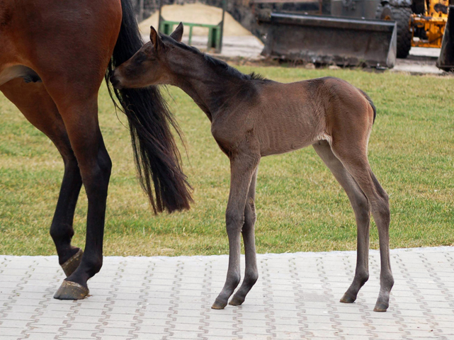 Stutfohlen von His Moment u.d. Pr.u.StPrSt. Katniss Everdeen v. Saint Cyr - Foto: Richard Langels - Trakehner Gestt Hmelschenburg