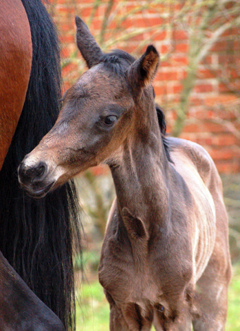 Stutfohlen von His Moment u.d. Pr.u.StPrSt. Katniss Everdeen v. Saint Cyr - Foto: Richard Langels - Trakehner Gestt Hmelschenburg