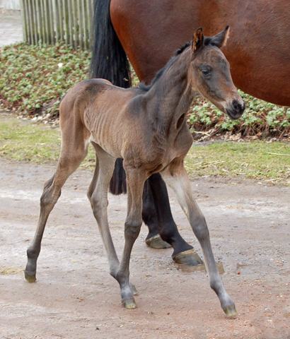 Stutfohlen von His Moment u.d. Pr.u.StPrSt. Katniss Everdeen v. Saint Cyr - Foto: Richard Langels - Trakehner Gestt Hmelschenburg