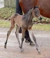 Trakehner Fohlen von His Moment u.d. Prmienstute Katniss Everdeen v. Saint Cyr - Gestt Hmelschenburg - Beate Langels