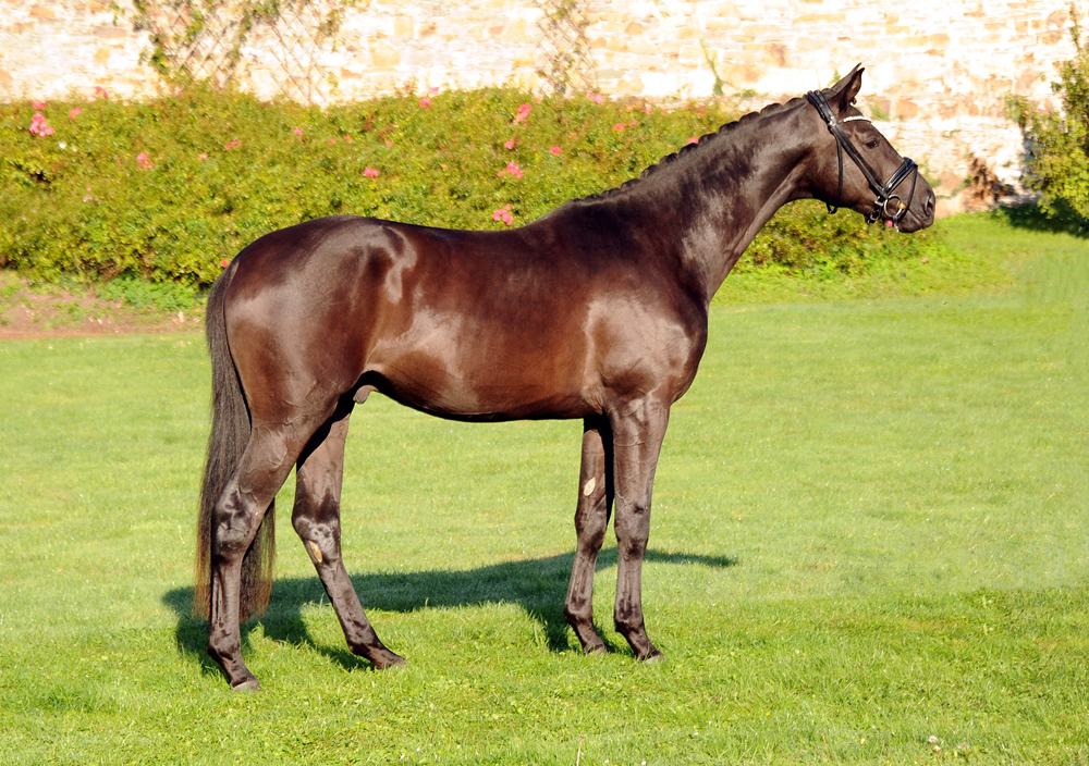 Scansano v. His Moment u.d. Schwalbenlicht - Foto: Beate Langels - Trakehner Gestt Hmelschenburg