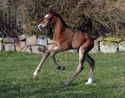 Trakehner Stutfohlen von High Motion u.d. Pr.u.StPSt. Gardema v. Shavalou
 Foto Sabine Langels