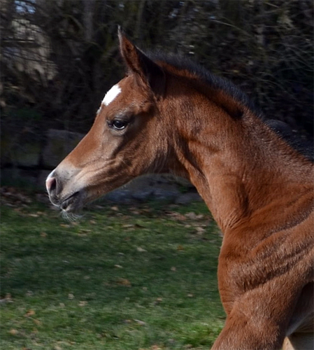 Trakehner Stutfohlen von High Motion u.d. Pr.u.StPSt. Gardema v. Shavalou
 Foto Sabine Langels