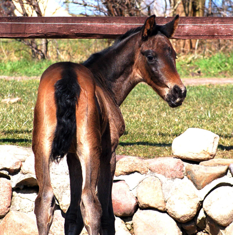 Stutfohlen von His Moment u.d. Pr.u.StPrSt. Katniss Everdeen v. Saint Cyr - Foto: Richard Langels - Trakehner Gestt Hmelschenburg