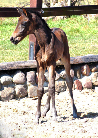 Stutfohlen von His Moment u.d. Pr.u.StPrSt. Katniss Everdeen v. Saint Cyr - Foto: Richard Langels - Trakehner Gestt Hmelschenburg