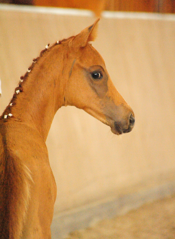 Trakehner Hengstfohlen von High Motion x Sapros, Foto: Dierks