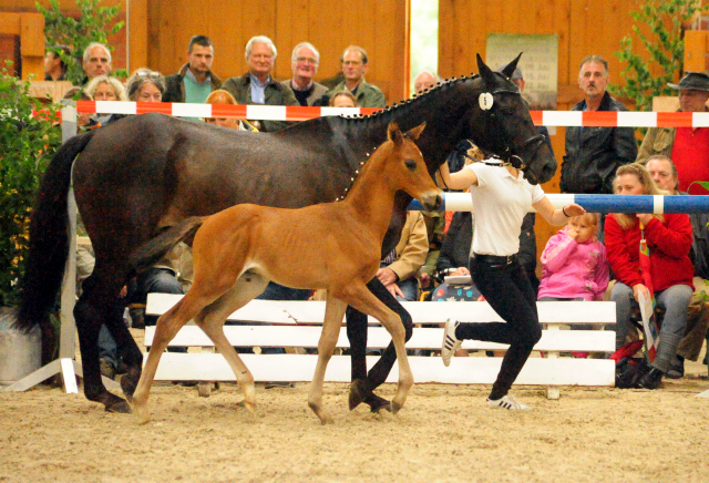 Trakehner Hengstfohlen von High Motion x Sapros, Foto: Beate Langels