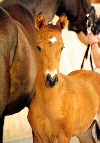 Trakehner Hengstfohlen von High Motion x Sapros, Foto: Beate Langels