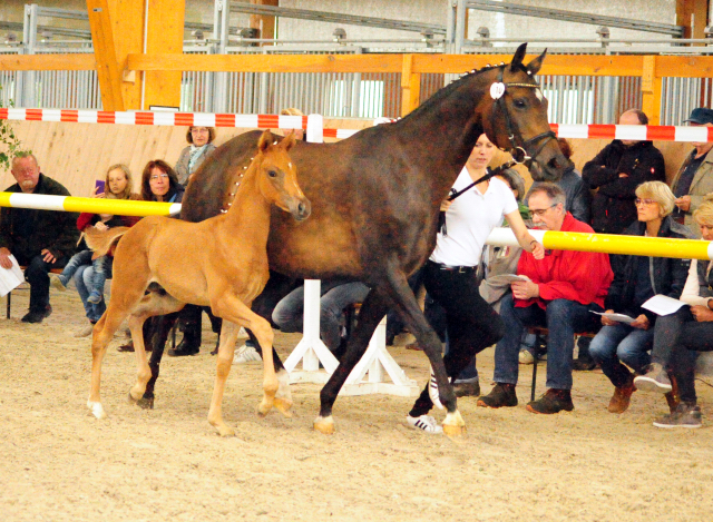 Trakehner Hengstfohlen von High Motion x Sapros, Foto: Dierks