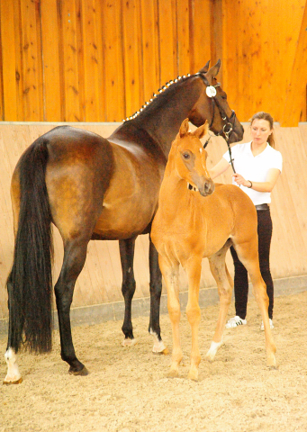 Trakehner Hengstfohlen von High Motion x Sapros, Foto: Dierks