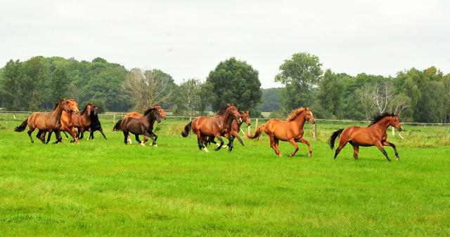 Hengst von High Motion u.d. Val de Vienne v. Exclusiv - Foto Beate Langels