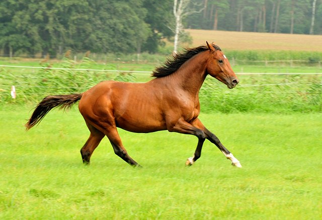 Hengst von High Motion u.d. Val de Vienne v. Exclusiv - Foto Beate Langels