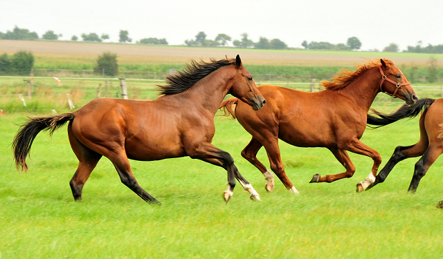 Hengst von High Motion u.d. Val de Vienne v. Exclusiv - Foto Beate Langels