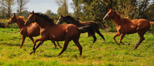 3. Oktober im Gestt Schplitz - Trakehner Gestt Hmelschenburg 2018 - Foto: Beate Langels