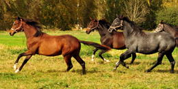 3. Oktober im Gestt Schplitz - Trakehner Gestt Hmelschenburg 2018 - Foto: Beate Langels