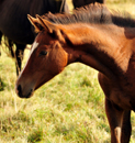 3. Oktober im Gestt Schplitz - Trakehner Gestt Hmelschenburg 2018 - Foto: Beate Langels