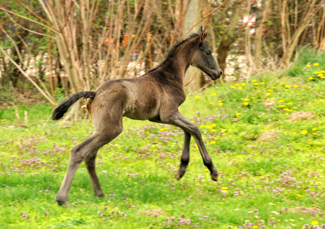 Hengstfohlen von Hofrat u.d. Grazia Patricia v. Alter Fritz, Gestt Schplitz - Bernhard Langels