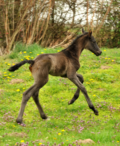Hengstfohlen von Hofrat u.d. Gracia Patricia v. Alter Fritz u.d. Elitestute Gloriette v. Kostolany