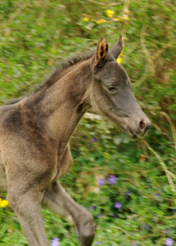 Hengstfohlen von Hofrat u.d. Gracia Patricia v. Alter Fritz u.d. Elitestute Gloriette v. Kostolany