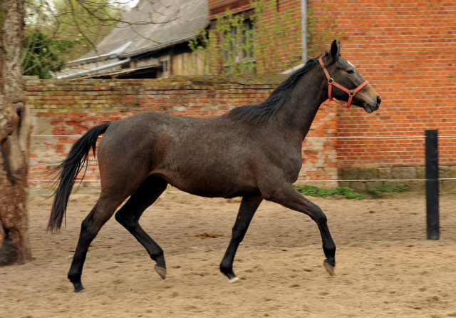 Tea and Sugar von Exclusiv - Foto: Beate Langels, Trakehner Gestt Hmelschenburg