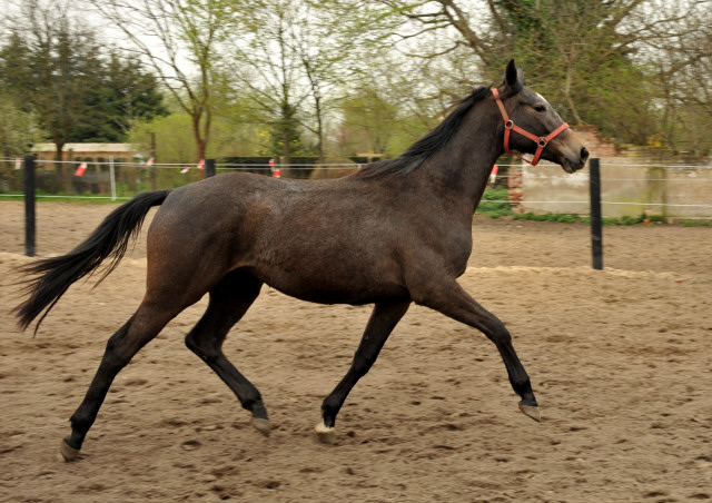 Tea and Sugar von Exclusiv - Foto: Beate Langels, Trakehner Gestt Hmelschenburg