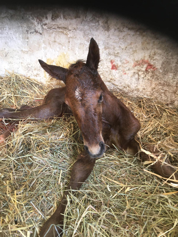 Trakehner Colt by Zauberdeyk out of Karalina by Exclusiv - im Gestt Schplitz - Foto Sabine Langels