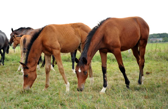  - copyright Beate Langels, Trakehner Gestt Hmelschenburg